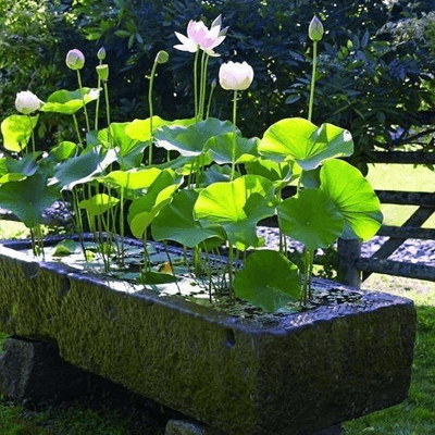Gardening Services in Chennai
